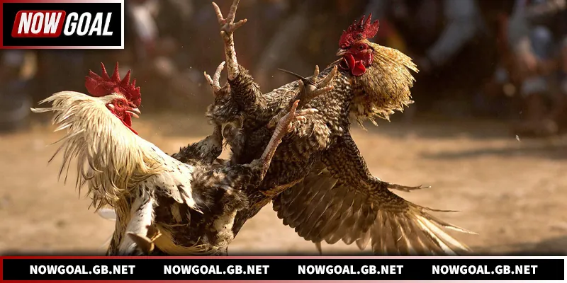 Đá Gà Nowgoal - Trường Gà Số 1 Dành Cho Sư Kê Đá gà cựa dao - Màn đối đầu tốc chiến, gay cấn từng giây